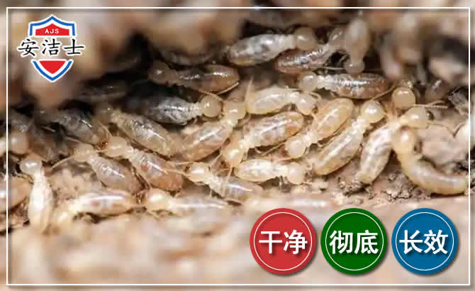 吉阳区白蚁防治