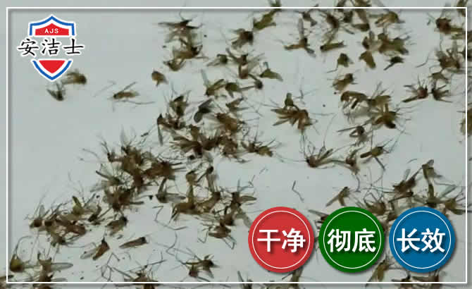 吉阳区苍蝇防治-灭蝇