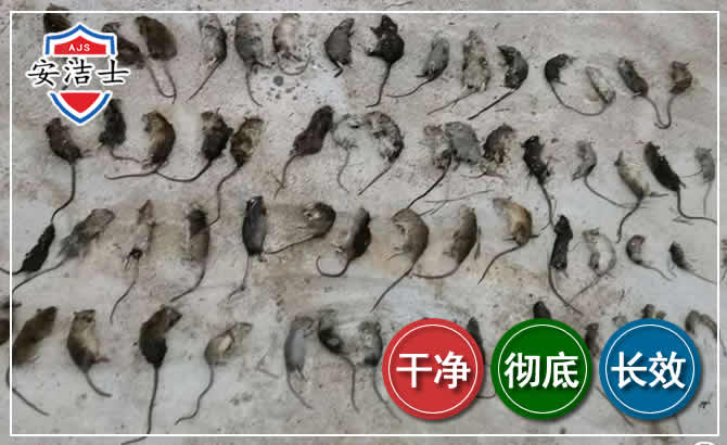 吉阳区鼠害防治-灭鼠