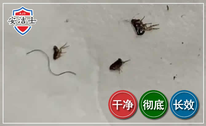 吉阳区跳蚤防治-灭跳蚤