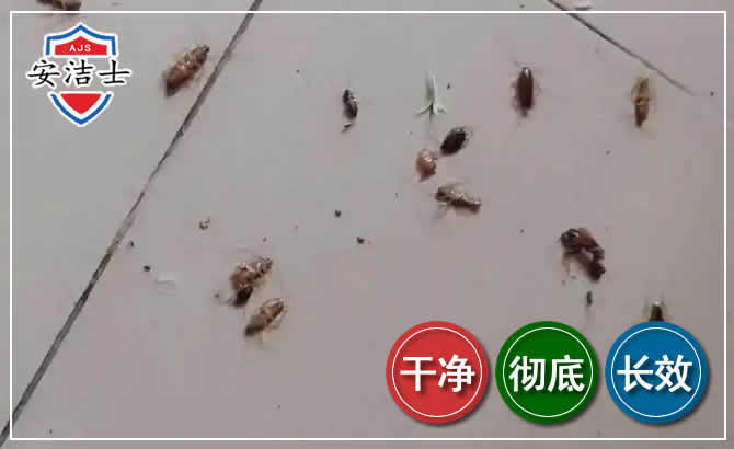 吉阳区蟑螂防治-灭蟑螂