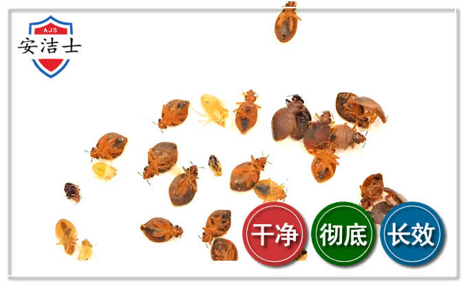 吉阳区臭虫防治-消灭臭虫